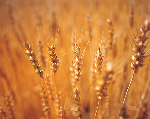 포토 JPG 주간 식물 음식 줄기 컬러 밭 곡류 풍경 사람없음 야외 아웃포커스 농작물 갈색 풀 낟알 밀 이삭 잡곡 밀밭 국내포토 자연요소 농업 촬영기법 파일형식