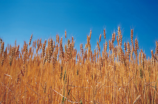 포토 JPG 주간 식물 음식 로우앵글 줄기 컬러 밭 하늘 곡류 풍경 사람없음 야외 아웃포커스 파란색 농작물 갈색 풀 낟알 밀 이삭 잡곡 밀밭 국내포토 자연요소 뷰포인트 농업 촬영기법 파일형식