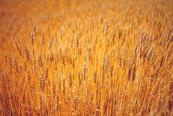 포토 JPG 주간 식물 음식 줄기 컬러 밭 곡류 풍경 사람없음 야외 아웃포커스 농작물 갈색 풀 낟알 밀 이삭 잡곡 밀밭 국내포토 자연요소 농업 촬영기법 파일형식