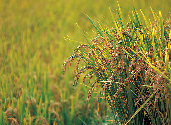 포토 JPG 주간 식물 계절 음식 줄기 컬러 곡류 논 사람없음 야외 아웃포커스 초록색 농작물 노란색 벼 가을 낟알 이삭 잡곡 국내포토 자연요소 농업 촬영기법 파일형식
