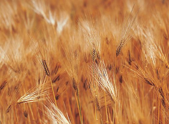 포토 JPG 주간 식물 음식 컬러 밭 자연 곡류 풍경 사람없음 야외 아웃포커스 농작물 갈색 풀 보리 잡곡 보리밭 국내포토 자연요소 농업 촬영기법 생태계 파일형식