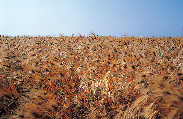 포토 JPG 주간 식물 음식 컬러 밭 자연 하늘 곡류 풍경 사람없음 야외 아웃포커스 농작물 갈색 풀 보리 잡곡 보리밭 국내포토 자연요소 농업 촬영기법 생태계 파일형식