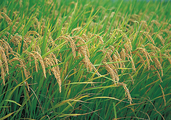 포토 JPG 주간 식물 계절 음식 줄기 컬러 곡류 논 사람없음 야외 아웃포커스 초록색 농작물 노란색 벼 가을 낟알 이삭 잡곡 국내포토 자연요소 농업 촬영기법 파일형식