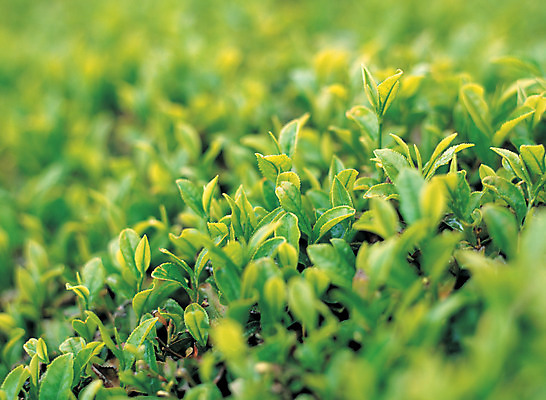 포토 JPG 주간 식물 음식 컬러 밭 자연 풍경 근접촬영 사람없음 야외 아웃포커스 초록색 농장 새싹 시골 녹차밭 녹차잎 차밭 국내포토 자연요소 뷰포인트 농업 촬영기법 녹차 생태계 찻잎 파일형식