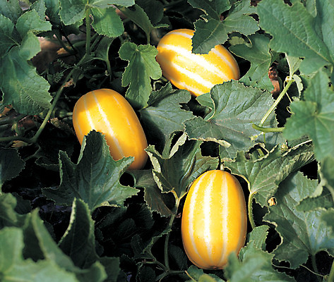 포토 JPG 주간 식물 열매 음식 컬러 밭 과일 근접촬영 사람없음 야외 초록색 농작물 하이앵글 노란색 줄무늬 세개 덩굴 참외 제철 제철과일 과채 국내포토 자연요소 뷰포인트 무늬 농업 채소 3 파일형식