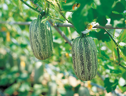 포토 JPG 주간 식물 열매 음식 로우앵글 줄기 컬러 채소 식재료 호박 매달리기 사람없음 야외 아웃포커스 초록색 농작물 줄무늬 두개 덩굴 국내포토 자연요소 뷰포인트 2 무늬 농업 모션 촬영기법 파일형식