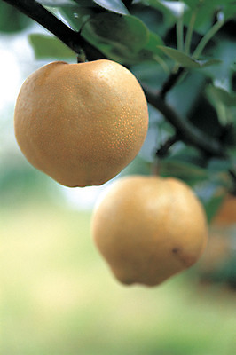 포토 JPG 주간 식물 열매 음식 로우앵글 컬러 잎 과일 매달리기 사람없음 야외 아웃포커스 초록색 농작물 갈색 두개 배 과일나무 배나무 국내포토 자연요소 나무 뷰포인트 2 농업 모션 촬영기법 파일형식