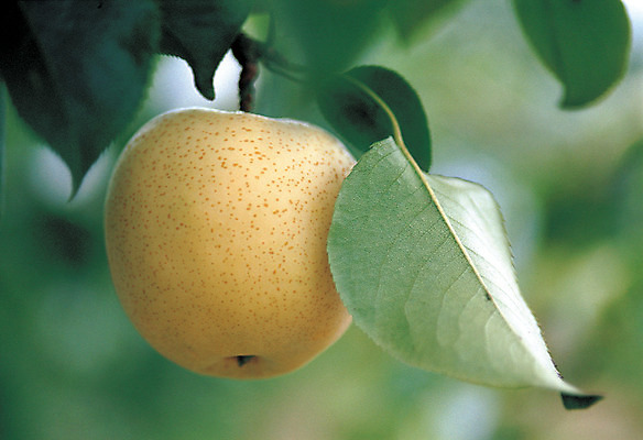 포토 JPG 주간 식물 열매 음식 컬러 잎 과일 매달리기 사람없음 야외 아웃포커스 초록색 농작물 한개 갈색 배 과일나무 배나무 국내포토 자연요소 나무 1 농업 모션 촬영기법 파일형식
