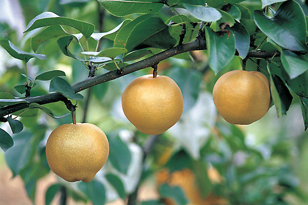 포토 JPG 주간 식물 열매 음식 컬러 잎 과일 매달리기 사람없음 야외 아웃포커스 초록색 농작물 갈색 나뭇가지 배 세개 과일나무 배나무 국내포토 자연요소 나무 농업 모션 촬영기법 3 파일형식