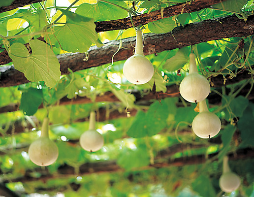 포토 JPG 주간 식물 열매 음식 로우앵글 줄기 컬러 다수 과일 매달리기 사람없음 야외 아웃포커스 초록색 농작물 여러개 덩굴 호리병 조롱박 국내포토 자연요소 뷰포인트 농업 모션 병_용기 촬영기법 파일형식