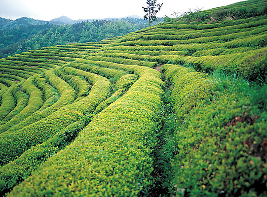 포토 JPG 주간 나무 식물 음식 컬러 밭 자연 풍경 사람없음 야외 초록색 농장 시골 녹차밭 차밭 국내포토 자연요소 농업 녹차 생태계 파일형식