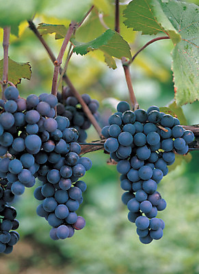 포토 JPG 주간 나무 식물 열매 음식 로우앵글 줄기 컬러 여러송이 다수 과일 포도 매달리기 사람없음 야외 아웃포커스 초록색 농작물 과수원 과일나무 알맹이 포도나무 송이 국내포토 자연요소 뷰포인트 농업 모션 촬영기법 파일형식