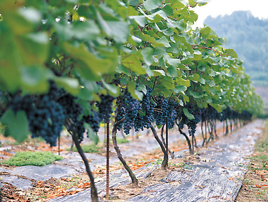 포토 JPG 주간 나무 식물 열매 음식 로우앵글 줄기 컬러 여러송이 다수 과일 포도 매달리기 사람없음 야외 아웃포커스 초록색 농작물 과수원 과일나무 알맹이 포도밭 포도나무 송이 국내포토 자연요소 뷰포인트 밭 농업 모션 촬영기법 파일형식