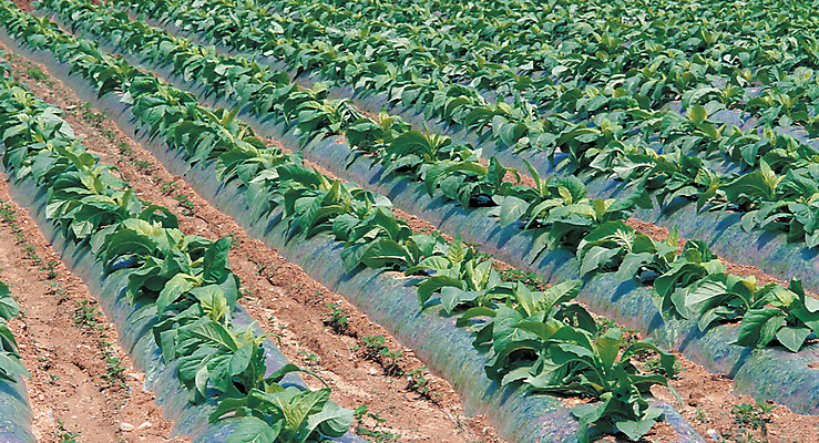 포토 JPG 주간 식물 음식 컬러 다수 밭 채소 풍경 사람없음 야외 초록색 농작물 시골 도랑 골 국내포토 자연요소 농업 파일형식