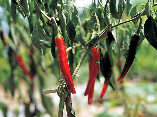 포토 JPG 주간 식물 음식 줄기 컬러 다수 잎 채소 고추 매달리기 사람없음 야외 아웃포커스 빨간색 초록색 농작물 여러개 국내포토 자연요소 농업 모션 촬영기법 파일형식