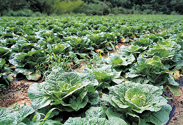 포토 JPG 주간 음식 컬러 다수 밭 채소 풍경 사람없음 야외 아웃포커스 초록색 농작물 여러개 시골 배추 배추밭 도랑 골 국내포토 자연요소 농업 촬영기법 파일형식