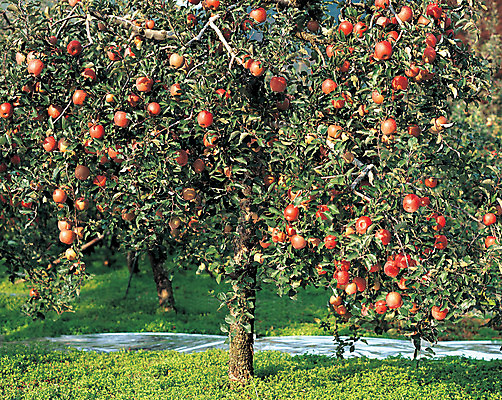 포토 JPG 주간 식물 열매 음식 컬러 다수 과일 매달리기 사람없음 야외 빨간색 초록색 여러개 사과 과수원 과일나무 사과나무 국내포토 자연요소 나무 농업 모션 파일형식