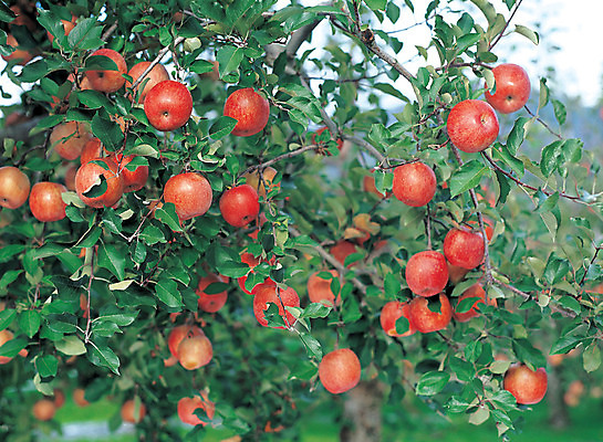 포토 JPG 주간 식물 열매 음식 컬러 다수 과일 매달리기 사람없음 야외 아웃포커스 빨간색 초록색 여러개 사과 과수원 과일나무 사과나무 국내포토 자연요소 나무 농업 모션 촬영기법 파일형식
