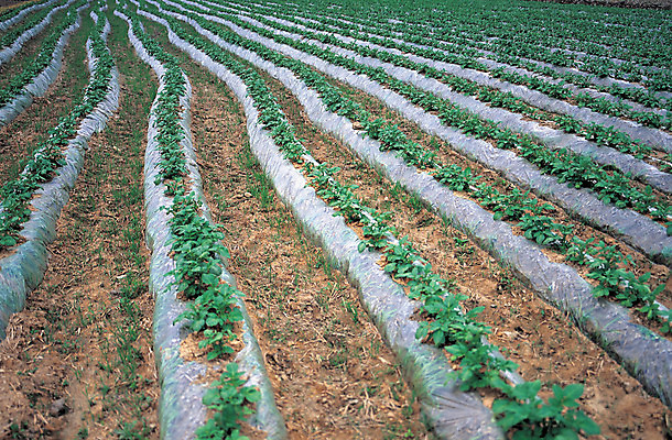포토 JPG 주간 식물 음식 컬러 다수 밭 채소 풍경 사람없음 야외 초록색 농작물 시골 도랑 골 국내포토 자연요소 농업 파일형식