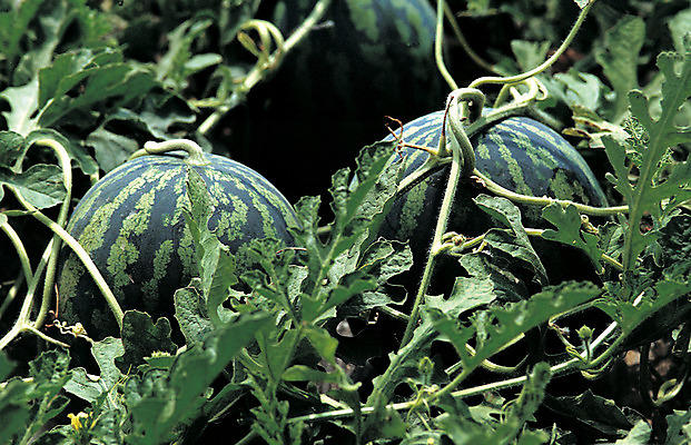 포토 JPG 주간 식물 열매 줄기 컬러 밭 과일 여름음식 수박 사람없음 야외 아웃포커스 초록색 농작물 여러개 줄무늬 덩굴 제철음식 제철과일 국내포토 자연요소 음식 다수 무늬 농업 촬영기법 제철 파일형식 여름_계절