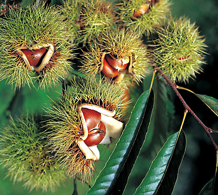 포토 JPG 주간 계절 열매 음식 줄기 컬러 다수 잎 식재료 자연 근접촬영 사람없음 야외 아웃포커스 초록색 농작물 갈색 여러개 견과류 껍질 가을 가시 밤 밤송이 절기 정월대보름 부럼 밤나무 벌어짐 국내포토 자연요소 나무 식물 명절 뷰포인트 농업 모션 촬영기법 밤_견과류 생태계 파일형식