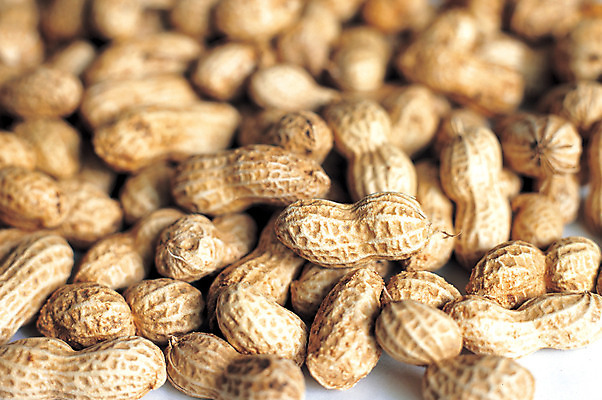 포토 JPG 열매 음식 다수 백그라운드 식재료 사람없음 농작물 여러개 견과류 껍질 절기 땅콩 정월대보름 부럼 국내포토 식물 계절 명절 농업 파일형식