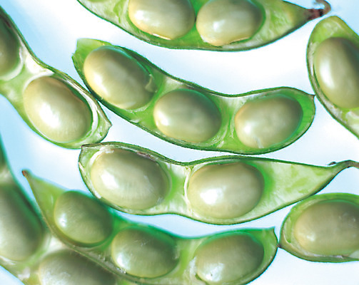 포토 JPG 스튜디오촬영 식물 열매 음식 컬러 백그라운드 채소 식재료 콩 곡류 실내 사람없음 아웃포커스 초록색 농작물 껍질 완두콩 알맹이 잡곡 콩깍지 국내포토 농업 촬영기법 내부 파일형식