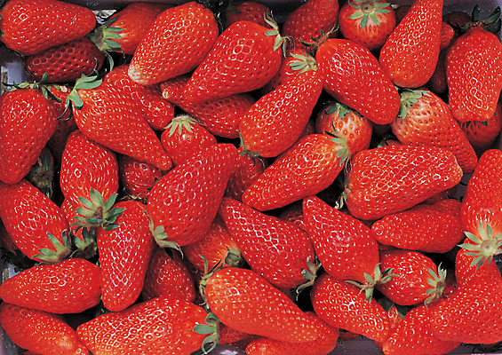 포토 JPG 스튜디오촬영 식물 열매 음식 컬러 다수 과일 딸기 실내 사람없음 빨간색 농작물 하이앵글 여러개 제철과일 국내포토 뷰포인트 농업 내부 제철 파일형식