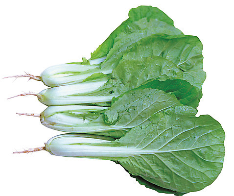 포토 JPG 식물 음식 컬러 다수 잎 채소 식재료 누끼 사람없음 초록색 농작물 여러개 배추 뿌리 얼갈이배추 국내포토 농업 파일형식