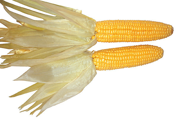 포토 JPG 식물 열매 음식 컬러 식재료 옥수수 누끼 사람없음 농작물 노란색 껍질 낟알 옥수수알갱이 국내포토 농업 곡류 파일형식