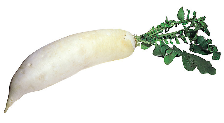 포토 JPG 식물 음식 컬러 채소 식재료 뿌리채소 사람없음 야외 초록색 농작물 한개 깨끗함 흰색 무 손질 국내포토 1 컨셉 농업 파일형식