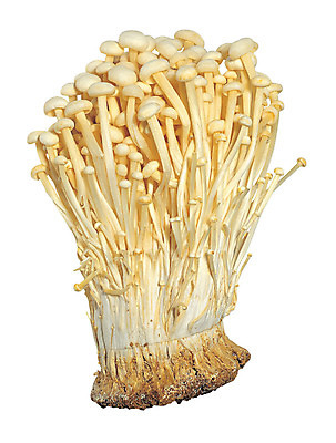 포토 JPG 음식 컬러 다수 채소 식재료 누끼 사람없음 농작물 갈색 여러개 버섯 식용버섯 팽이버섯 국내포토 농업 파일형식