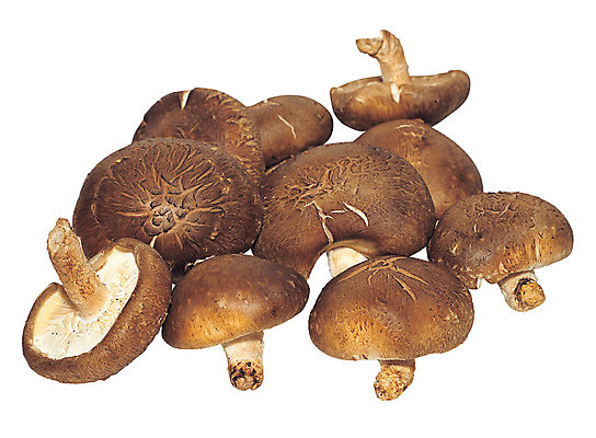 포토 JPG 스튜디오촬영 음식 컬러 다수 식재료 실내 누끼 사람없음 농작물 갈색 여러개 버섯 식용버섯 표고버섯 국내포토 농업 내부 파일형식