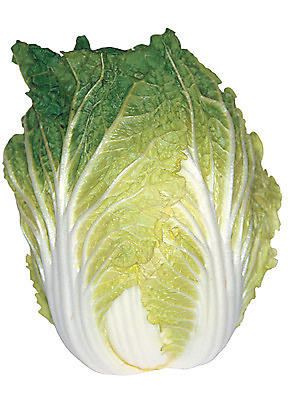 포토 JPG 식물 음식 컬러 잎 채소 식재료 누끼 사람없음 초록색 농작물 한개 배추 한포기 국내포토 1 농업 파일형식