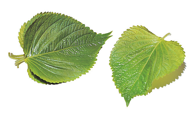 포토 JPG 식물 음식 컬러 다수 잎 채소 식재료 그림자 누끼 사람없음 초록색 농작물 여러개 쌈 깻잎 쌈채소 국내포토 농업 파일형식