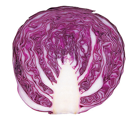 포토 JPG 식물 음식 컬러 채소 식재료 단면 누끼 사람없음 농작물 보라색 자르기 반쪽 양배추 적채 국내포토 농업 모션 파일형식