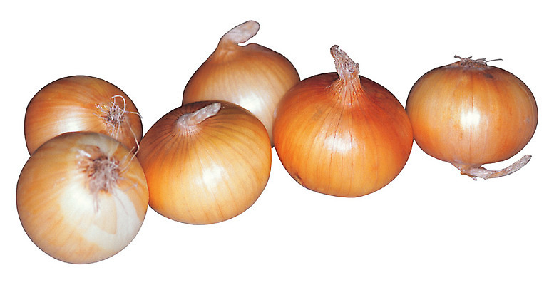 포토 JPG 식물 음식 컬러 다수 채소 식재료 양파 누끼 사람없음 농작물 갈색 여러개 껍질 뿌리 국내포토 농업 파일형식