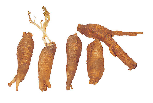 포토 JPG 식물 음식 컬러 다수 채소 식재료 누끼 사람없음 농작물 갈색 새싹 여러개 덩굴 뿌리 더덕 국내포토 농업 파일형식