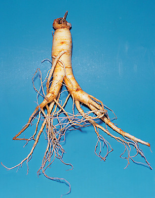 포토 JPG 스튜디오촬영 식물 음식 컬러 식재료 재료 실내 사람없음 농작물 한개 갈색 한의학 약재 한약재 인삼 약초 뿌리 국내포토 1 농업 의학 내부 약 풀_식물 삼 파일형식