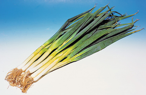 포토 JPG 스튜디오촬영 식물 음식 컬러 다수 채소 식재료 실내 사람없음 초록색 농작물 여러개 양념 뿌리 파 대파 국내포토 농업 내부 파일형식