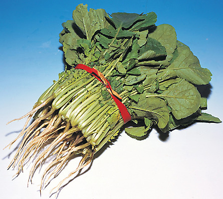 포토 JPG 스튜디오촬영 식물 음식 줄기 컬러 잎 채소 식재료 실내 사람없음 초록색 농작물 묶기 뿌리 열무 한단 국내포토 1 농업 모션 내부 무 파일형식