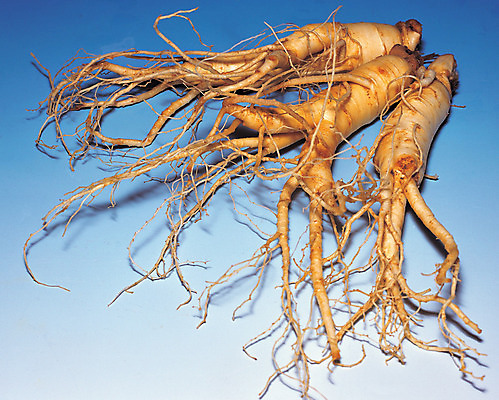 포토 JPG 스튜디오촬영 식물 음식 컬러 식재료 재료 실내 그림자 사람없음 농작물 갈색 한의학 약재 한약재 세개 인삼 약초 뿌리 국내포토 농업 의학 3 내부 약 풀_식물 삼 파일형식