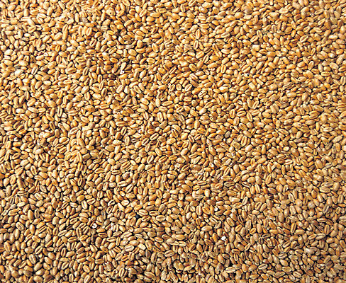 포토 JPG 식물 열매 음식 다수 백그라운드 식재료 곡류 사람없음 농작물 갈색 여러개 낟알 밀 잡곡 식용식물 국내포토 컬러 농업 파일형식