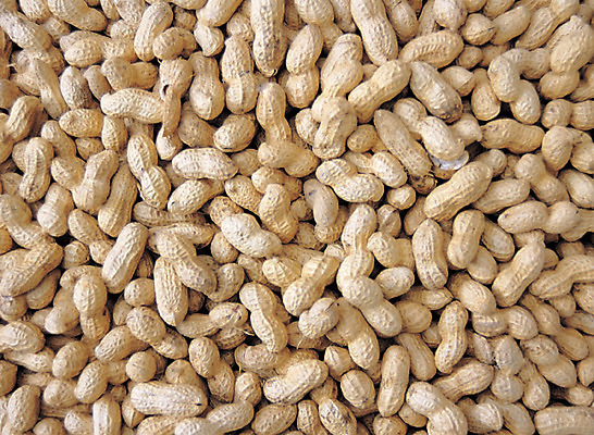 포토 JPG 스튜디오촬영 식물 열매 음식 컬러 다수 백그라운드 식재료 실내 사람없음 아웃포커스 농작물 갈색 여러개 견과류 껍질 절기 땅콩 정월대보름 부럼 국내포토 계절 명절 농업 촬영기법 내부 파일형식