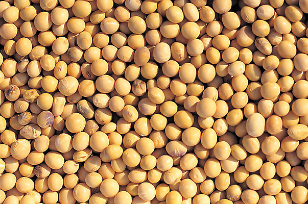 포토 JPG 주간 음식 컬러 다수 백그라운드 식재료 콩 곡류 사람없음 야외 농작물 노란색 여러개 잡곡 메주콩 국내포토 자연요소 농업 파일형식
