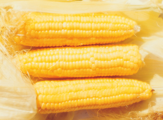 포토 JPG 스튜디오촬영 식물 열매 음식 컬러 식재료 수염 실내 그림자 옥수수 근접촬영 사람없음 농작물 노란색 물방울 낟알 옥수수수염 옥수수알갱이 국내포토 뷰포인트 농업 곡류 내부 파일형식