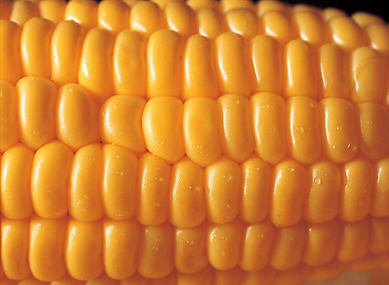 포토 JPG 식물 열매 음식 컬러 식재료 옥수수 근접촬영 사람없음 농작물 노란색 물방울 낟알 옥수수알갱이 국내포토 뷰포인트 농업 곡류 파일형식