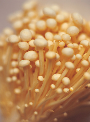 포토 JPG 식물 음식 컬러 다수 식재료 근접촬영 사람없음 아웃포커스 농작물 갈색 여러개 버섯 식용버섯 팽이버섯 국내포토 뷰포인트 농업 촬영기법 파일형식