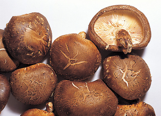 포토 JPG 스튜디오촬영 식물 음식 컬러 다수 식재료 실내 사람없음 농작물 갈색 여러개 버섯 식용버섯 표고버섯 국내포토 농업 내부 파일형식