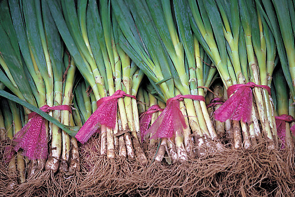 포토 JPG 식물 음식 컬러 다수 채소 식재료 사람없음 야외 초록색 농작물 여러개 끈 양념 묶기 뿌리 파 대파 국내포토 농업 모션 파일형식